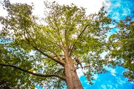 Best Tree Disease Treatment  in Pughtown, PA